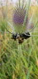 Busy buzzing bees royalty free stock photography Busy buzzing bees royalty free stock photography