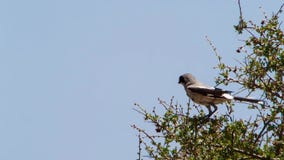Butcherbird use the spines as a butcher use his hook to hold its prey as it..With chicks to feed, he also uses the spines as a stock photo Butcherbird use the spines as a butcher use his hook to hold its prey as it..With chicks to feed, he also uses the spines as a stock photo