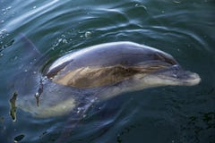 Butelka Ostrożnie wprowadzać delfinu ma spojrzenie obraz stock Butelka Ostrożnie wprowadzać delfinu ma spojrzenie obraz stock