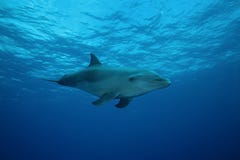 BUTELKI NOSEE DOLPHIN/tursiops truncatus fotografia stock BUTELKI NOSEE DOLPHIN/tursiops truncatus fotografia stock