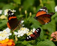 3 buterflies стоковые изображения rf 3 buterflies стоковые изображения rf