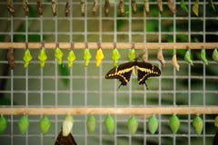 Buterfly coccons with hatched butterfly