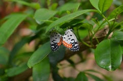 Butterflies in Love royalty free stock photography Butterflies in Love royalty free stock photography