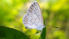 Butterflies are perched on a leaf or butterfly photo background. Butterflies are perched on a leaf background Stock Images Butterflies are perched on a leaf or butterfly photo background. Butterflies are perched on a leaf background Stock Images