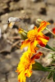 Butterflies. Summer. The natural beauty of Russia stock photo Butterflies. Summer. The natural beauty of Russia stock photo