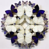 Butterflies on on white background stock images Butterflies on on white background stock images