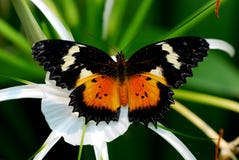 Butterfly Stock Image Butterfly Stock Image