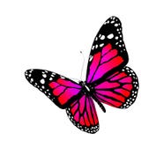 Butterfly Stock Images