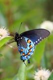 Butterfly Stock Photos Butterfly Stock Photos