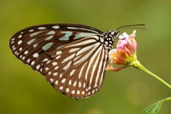 Butterfly Stock Image