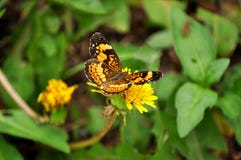 Butterfly Stock Photos Butterfly Stock Photos
