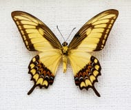Butterfly Stock Photos
