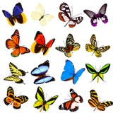 Butterfly Royalty Free Stock Images