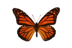 Butterfly Royalty Free Stock Image