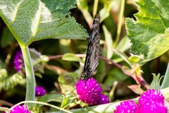 Butterfly, Blue Tiger Tirumala limniace Kerala India stock photography Butterfly, Blue Tiger Tirumala limniace Kerala India stock photography