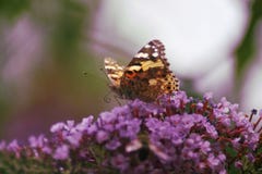 Butterfly stock images Butterfly stock images