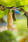 Butterfly Chrysalis Royalty Free Stock Photography