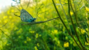 Butterfly close up stock image Butterfly close up stock image