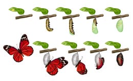 Butterfly cycle. Life of insects larva cocoon grub pupae caterpillars change vector concept