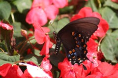 Butterfly on a flower royalty free stock image Butterfly on a flower royalty free stock image