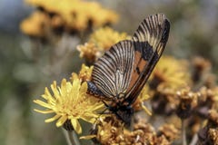 Butterfly eating pollen from a yellow flower royalty free stock photos Butterfly eating pollen from a yellow flower royalty free stock photos