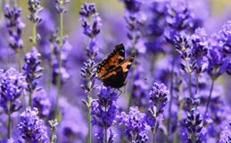 Butterfly on a Flower stock images Butterfly on a Flower stock images
