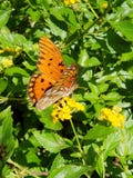 butterfly and flowers royalty free stock images butterfly and flowers royalty free stock images