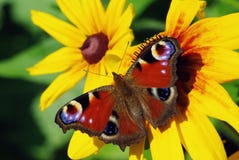 Butterfly, Flying From Flower Stock Photo
