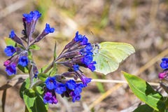 Butterfly Gonepteryx, the plant Pulmonaria dacica Simonk royalty free stock photo Butterfly Gonepteryx, the plant Pulmonaria dacica Simonk royalty free stock photo