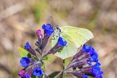 Butterfly Gonepteryx, the plant Pulmonaria dacica Simonk royalty free stock photo Butterfly Gonepteryx, the plant Pulmonaria dacica Simonk royalty free stock photo