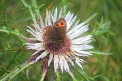Butterfly and an insect on the flower. A butterfly and an insect on the flower Royalty Free Stock Images Butterfly and an insect on the flower. A butterfly and an insect on the flower Royalty Free Stock Images