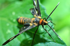 This butterfly insect, yellow hair, black body and two antennas in the head stock images This butterfly insect, yellow hair, black body and two antennas in the head stock images