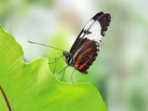 Butterfly on a leaf royalty free stock photo Butterfly on a leaf royalty free stock photo