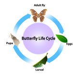 Butterfly life cycle vector on white background