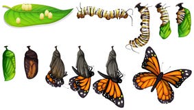 The butterfly life cycle
