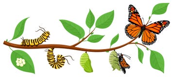 Butterfly life cycle. Cartoon caterpillar insects metamorphosis, eggs, larva, pupa, imago stages vector illustration