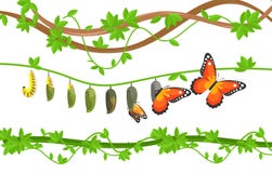 Butterfly life cycle colorful flat vector illustration