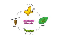Butterfly life cycle in colorful style, vector