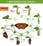 Butterfly Life Cycle Infographics