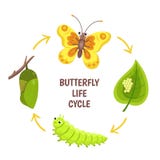 Butterfly life cycle. Insect emergence, transformation or metamorphosis. Caterpillar development stages. Biology cycle