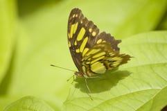 Butterfly macro