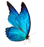 Butterfly Macro Background Royalty Free Stock Photos Butterfly Macro Background Royalty Free Stock Photos