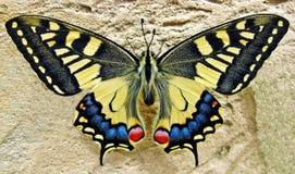 Butterfly, Moths And Butterflies, Insect, Invertebrate Stock Photography Butterfly, Moths And Butterflies, Insect, Invertebrate Stock Photography
