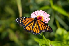 Butterfly On Flower. Royalty Free Stock Photography