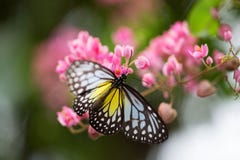 Butterfly On Flower Stock Images