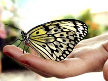 Butterfly On Hand Royalty Free Stock Images Butterfly On Hand Royalty Free Stock Images