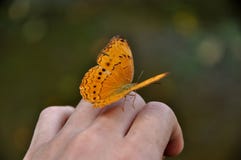 Butterfly On Hand Royalty Free Stock Photography Butterfly On Hand Royalty Free Stock Photography