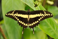 Butterfly On Plant Royalty Free Stock Images