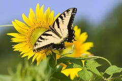 Butterfly On Sunflower Royalty Free Stock Photography Butterfly On Sunflower Royalty Free Stock Photography