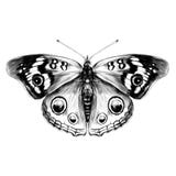 Butterfly vector illustration Butterfly vector illustration